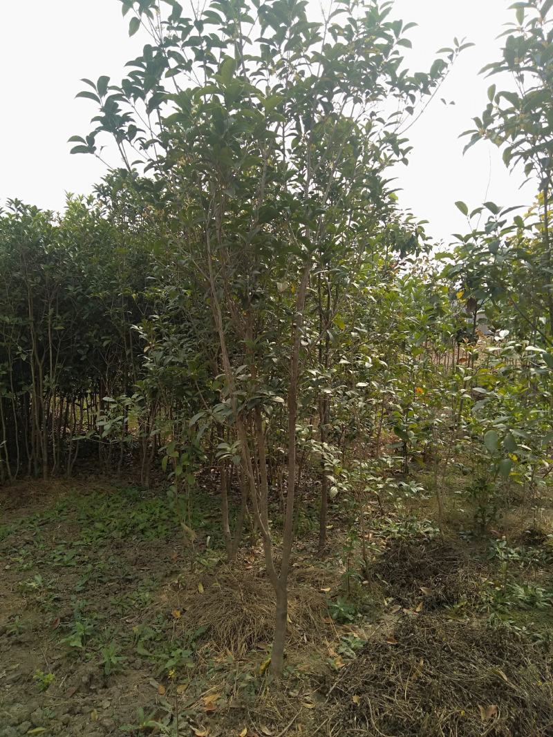 八金桂，特别适合种植门前。特点花期长，价格实惠，欢迎选购