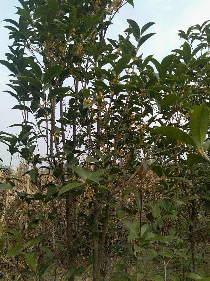 八金桂，特别适合种植门前。特点花期长，价格实惠，欢迎选购