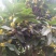 八金桂，特别适合种植门前。特点花期长，价格实惠，欢迎选购
