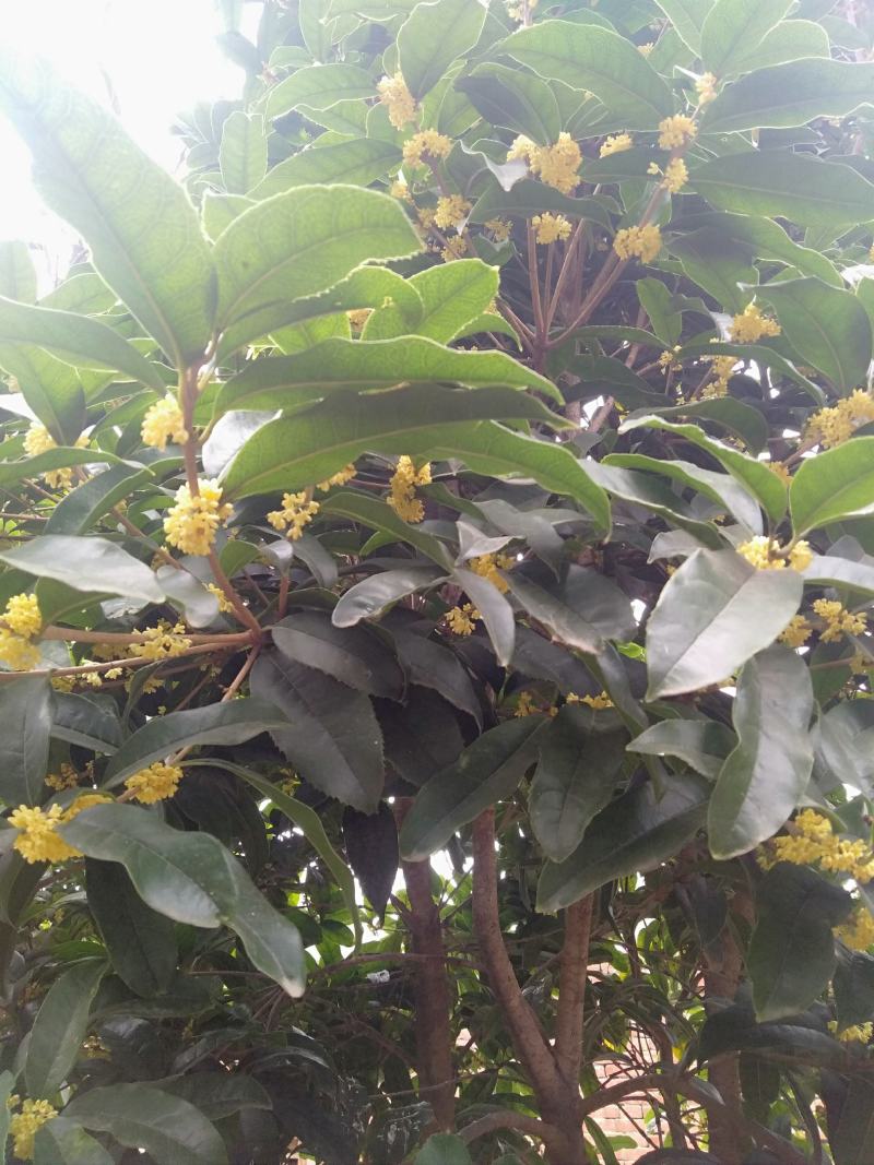 八金桂，特别适合种植门前。特点花期长，价格实惠，欢迎选购