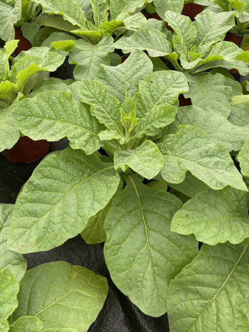 花烟草双色杯成都货源，花烟草成都基地实拍，