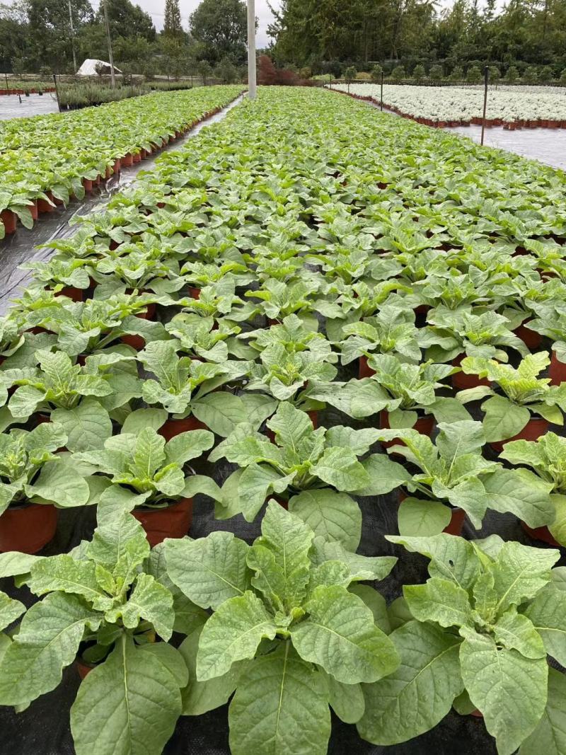 花烟草双色杯成都货源，花烟草成都基地实拍，