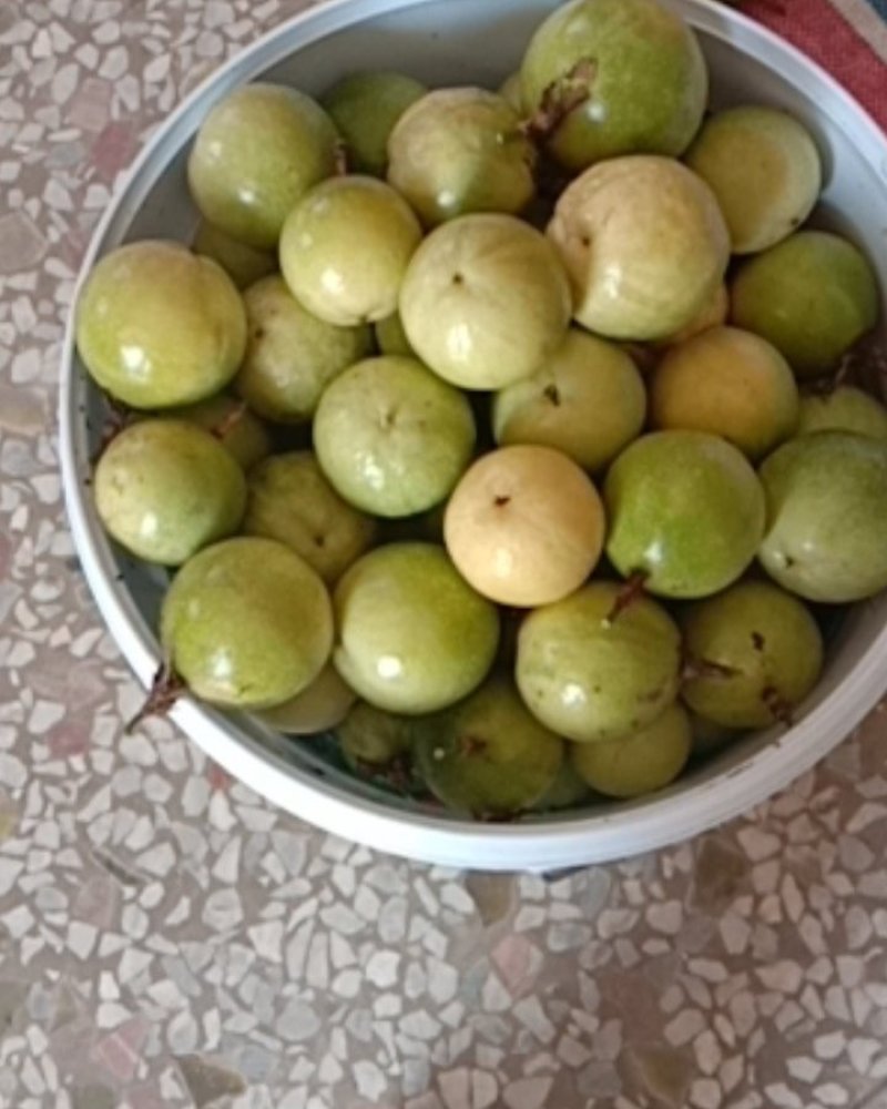 芭乐味黄金百香果——自产自销