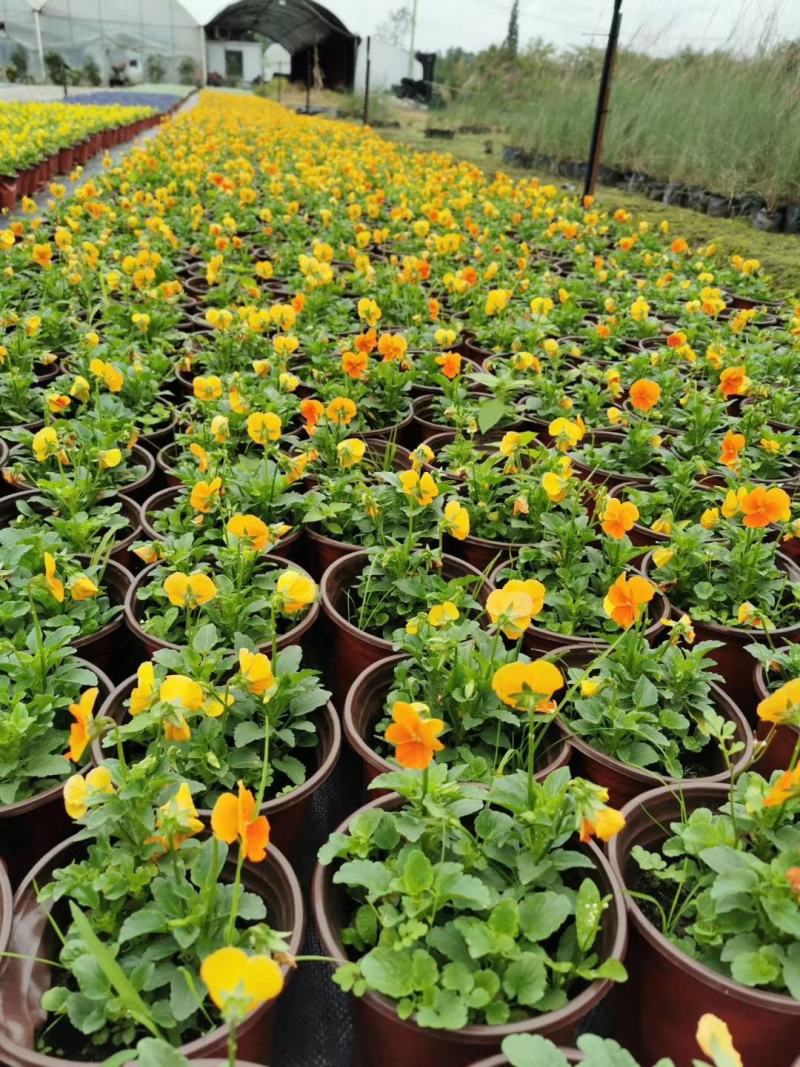 角堇双色杯杯苗，角堇成都基地货源，角堇实价格低，郫县角堇