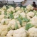 菜花2斤到3斤紧密乳白货源充足需要的联系