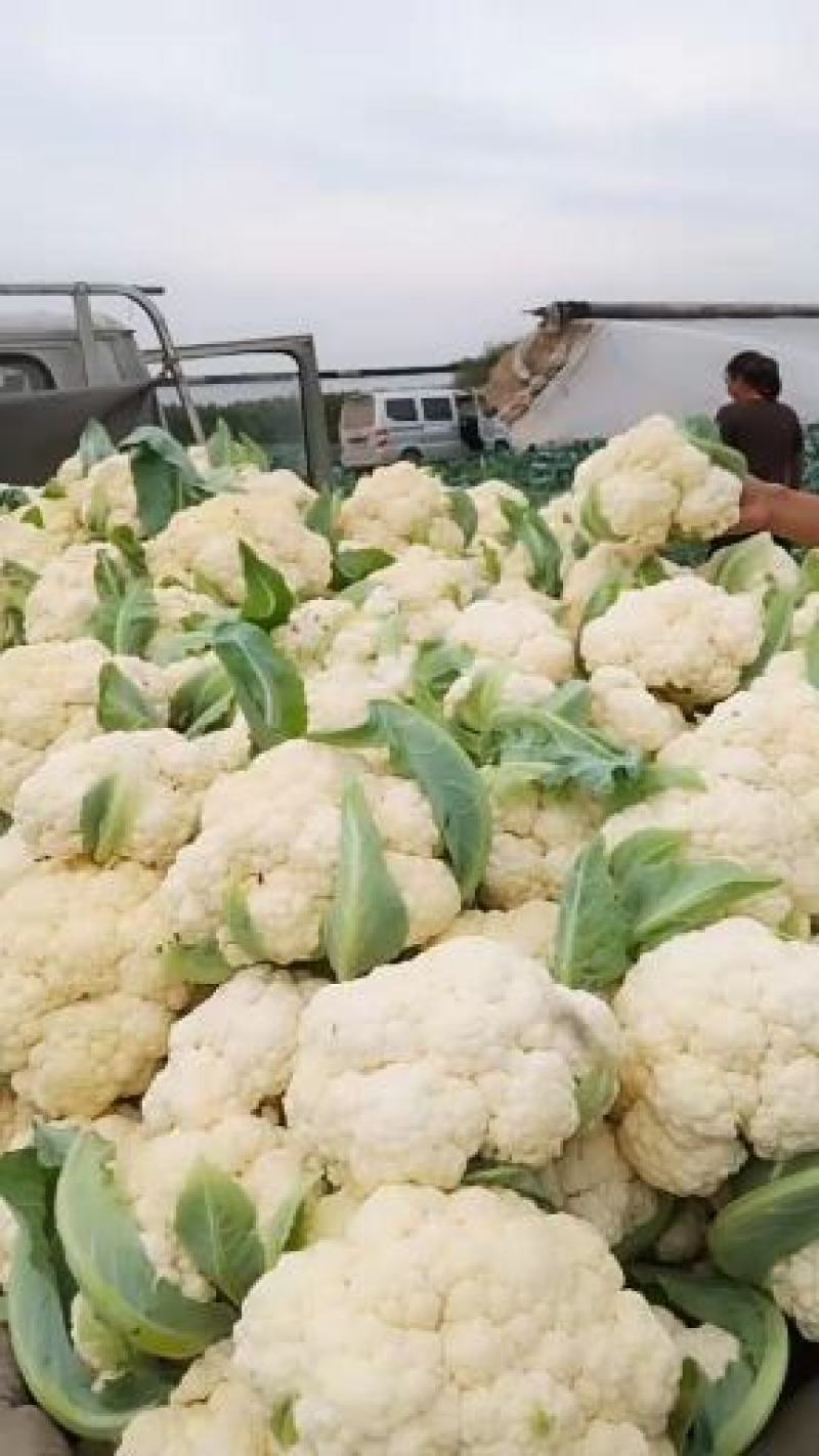 菜花2斤到3斤紧密乳白货源充足需要的联系