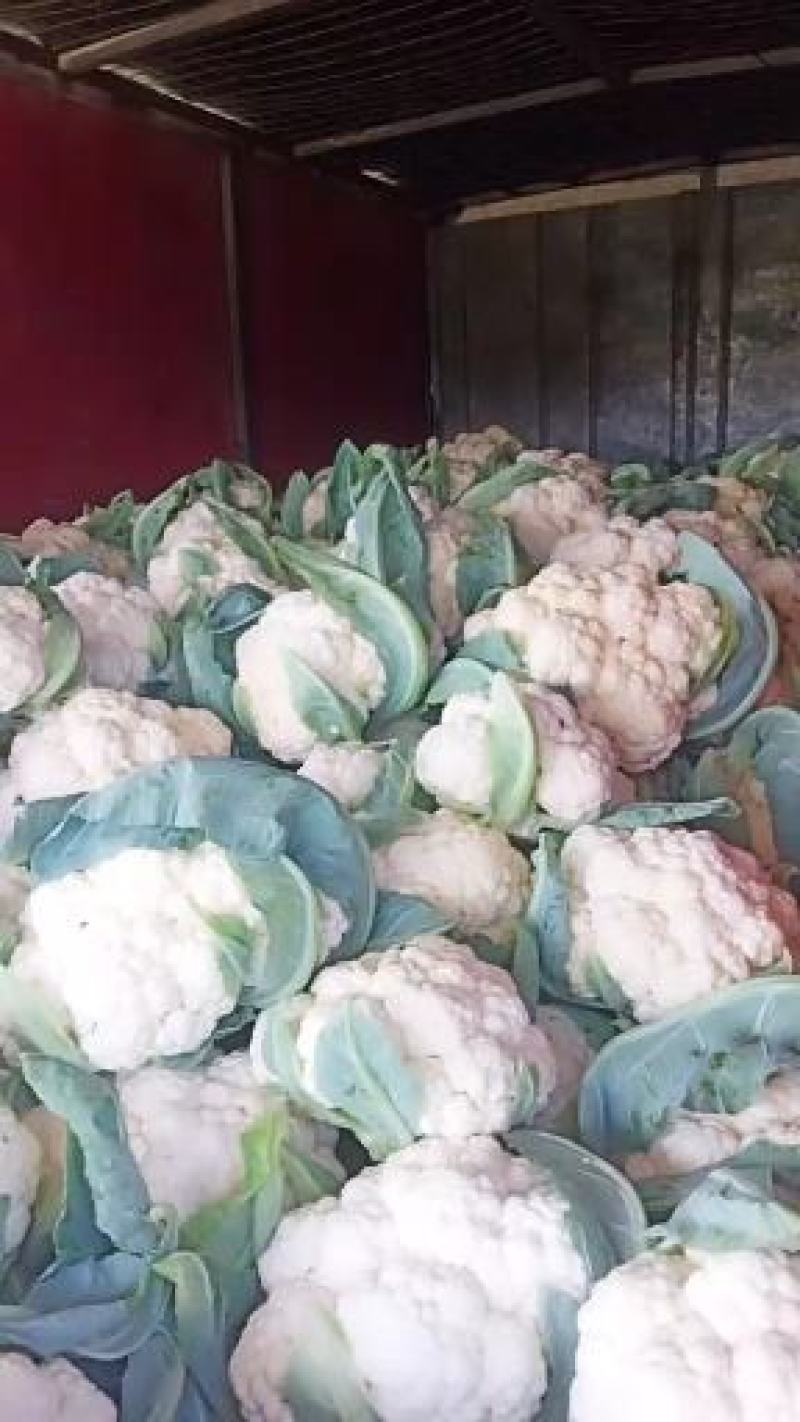 菜花2斤到3斤紧密乳白货源充足需要的联系