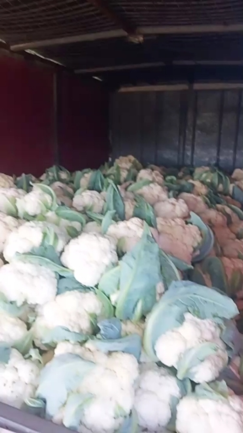 菜花2斤到3斤紧密乳白货源充足需要的联系