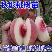 秋彤桃树苗、产量高抗病毒性强、基地起苗包湿发货。