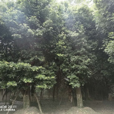 出售天竺桂，精品天竺桂20-30公分