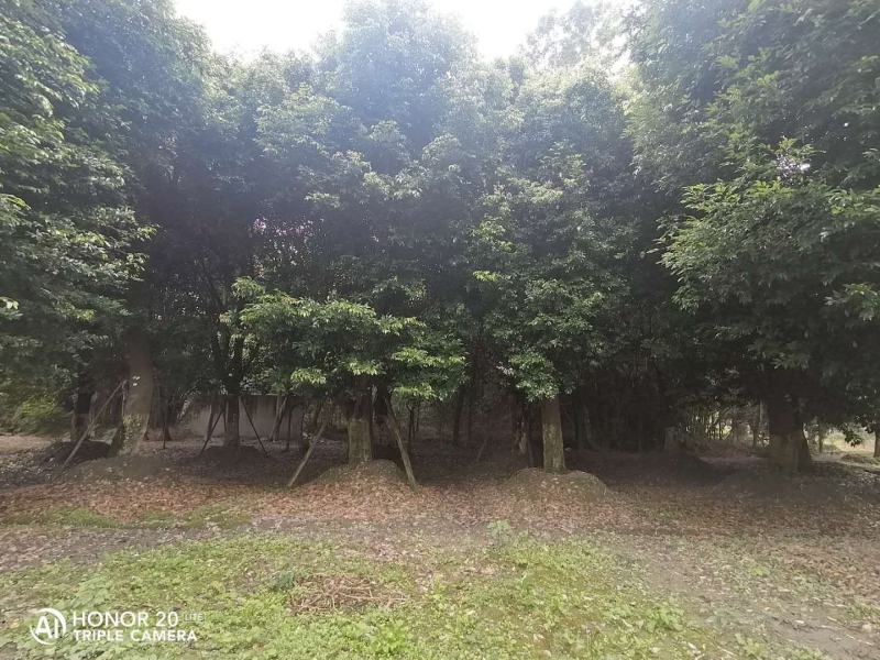 出售天竺桂，精品天竺桂20-30公分