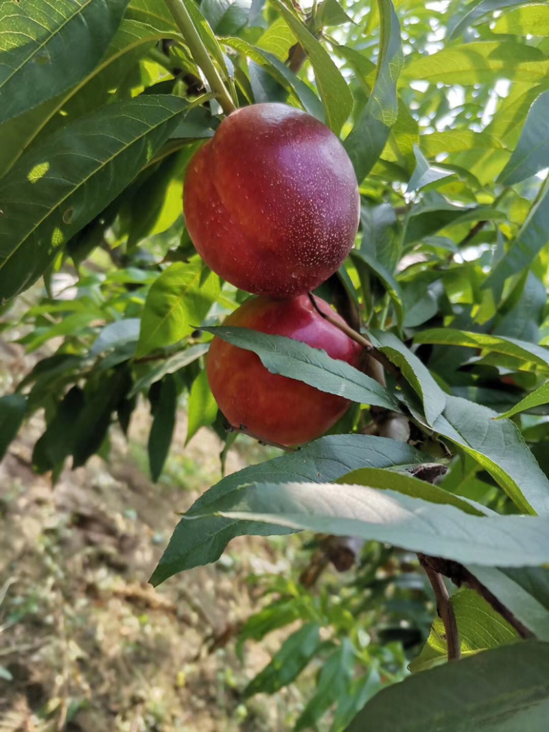 早油四八号，中油桃系列！品种纯！苗圃货源