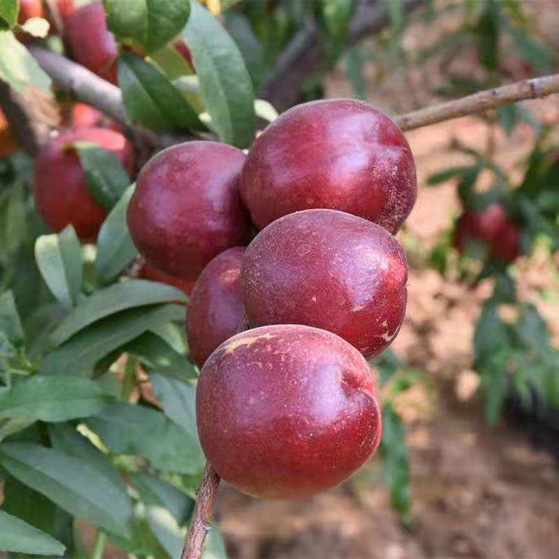 油桃树苗、产量高抗病毒性强、适应能力强、基地起苗包湿发货