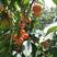 辉煌1-5樱桃苗，鲁樱5号黄果樱桃，矮化吉塞拉根系，硬脆