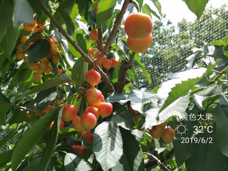 辉煌1-5樱桃苗，鲁樱5号黄果樱桃，矮化吉塞拉根系，硬脆