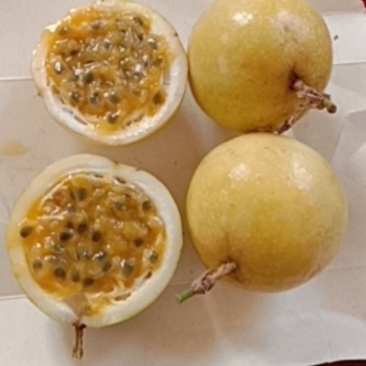 芭乐味黄金百香果——自产自销