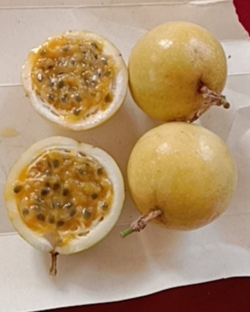 芭乐味黄金百香果——自产自销