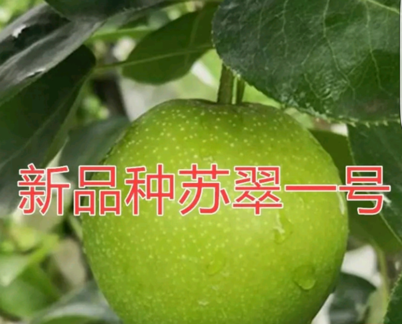 秋月梨苗！皇冠苗！翠冠梨苗，酥梨苗等苗圃货源.品种有保证