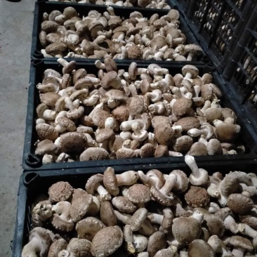 808香菇腿短肉厚，白加花