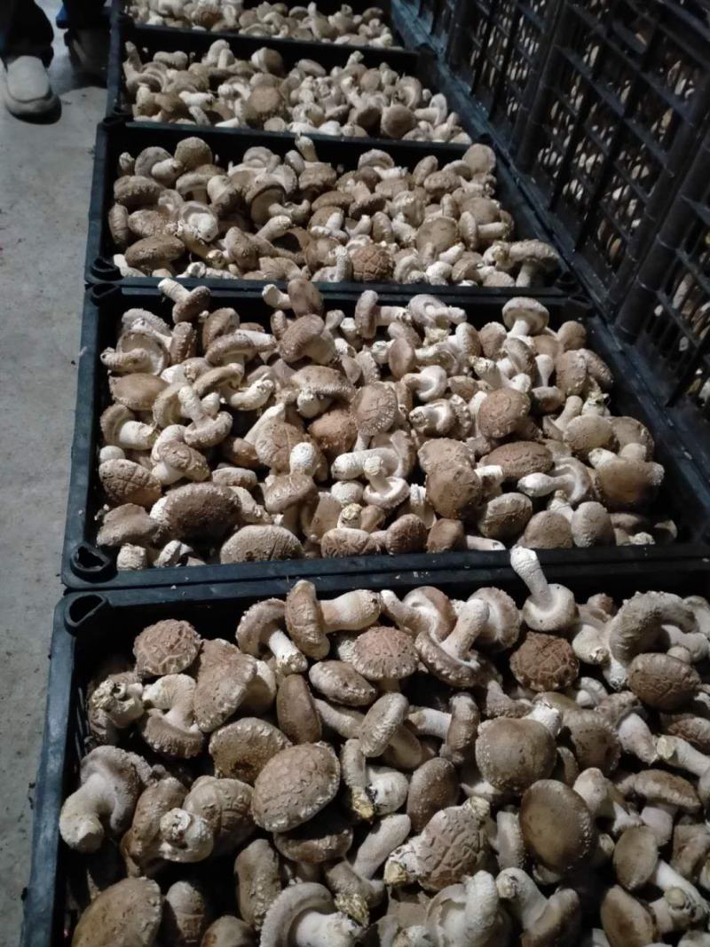 808香菇腿短肉厚，白加花