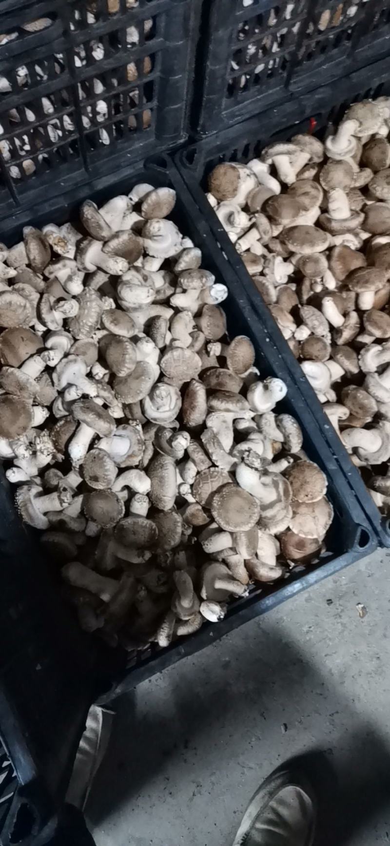 808香菇腿短肉厚，白加花