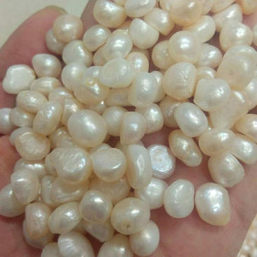 中药材珍珠药用淡珍珠个珍珠粉正品原色天然无硫可磨粉