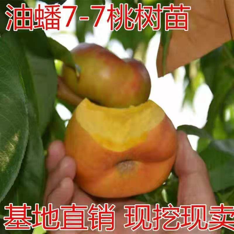油桃蟠桃树苗、、产量高抗病毒性强、适应能力强、基地起苗保