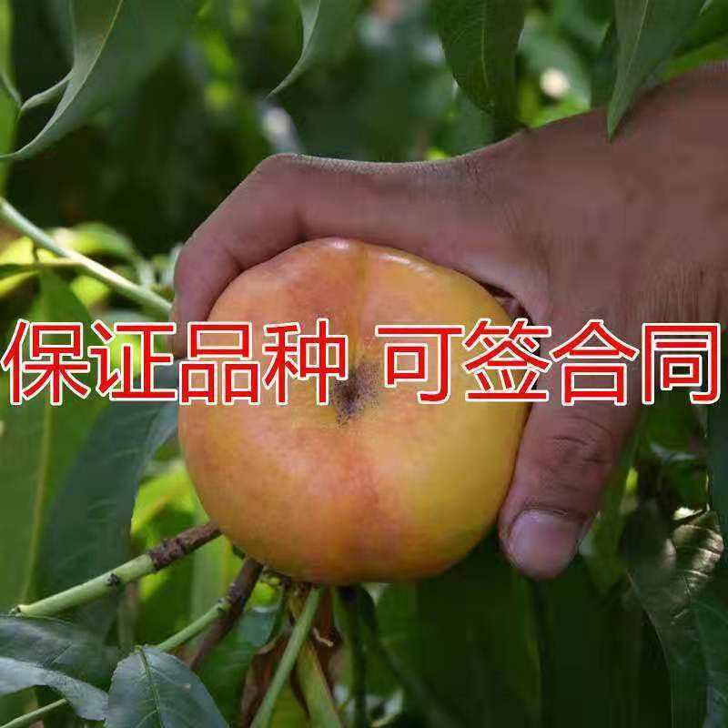 油桃蟠桃树苗、、产量高抗病毒性强、适应能力强、基地起苗保