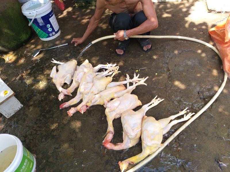 200天走地阉鸡现售