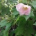 木芙蓉3-5公分20-90元需要的联系
