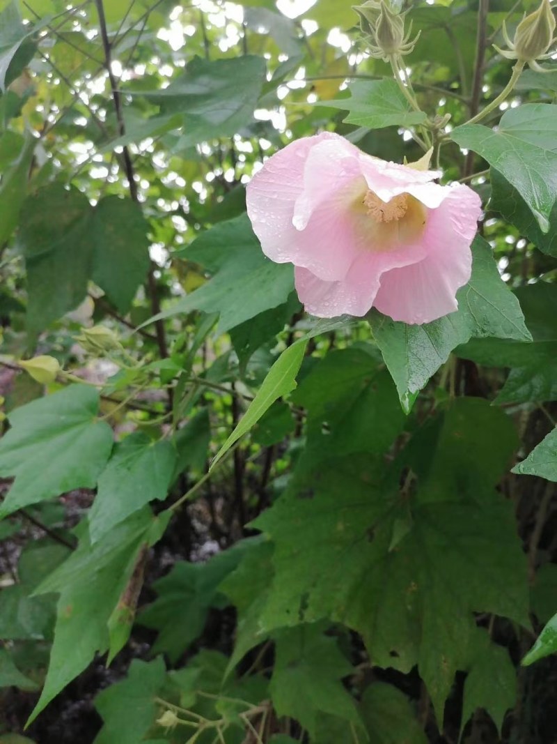 木芙蓉3-5公分20-90元需要的联系