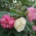 木芙蓉3-5公分20-90元需要的联系