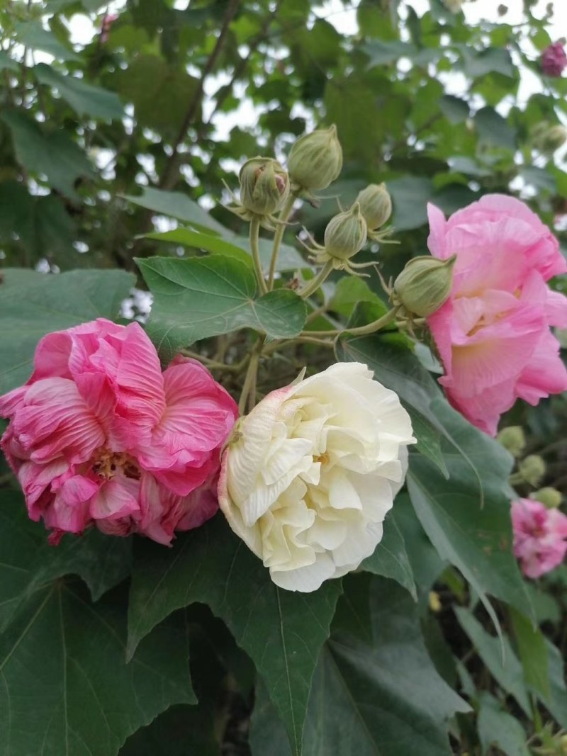 木芙蓉3-5公分20-90元需要的联系