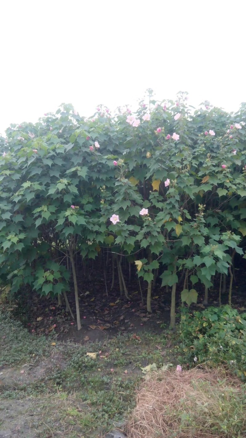 木芙蓉3-5公分20-90元需要的联系