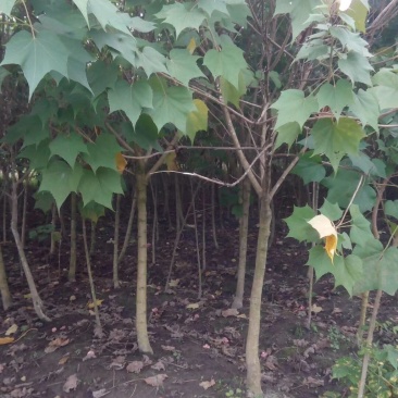 木芙蓉3-5公分20-90元需要的联系