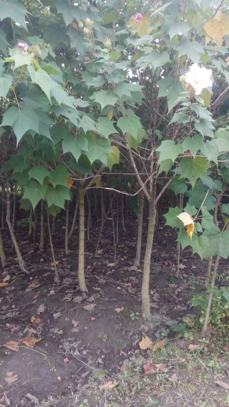 木芙蓉3-5公分20-90元需要的联系
