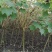 木芙蓉3-5公分20-90元需要的联系