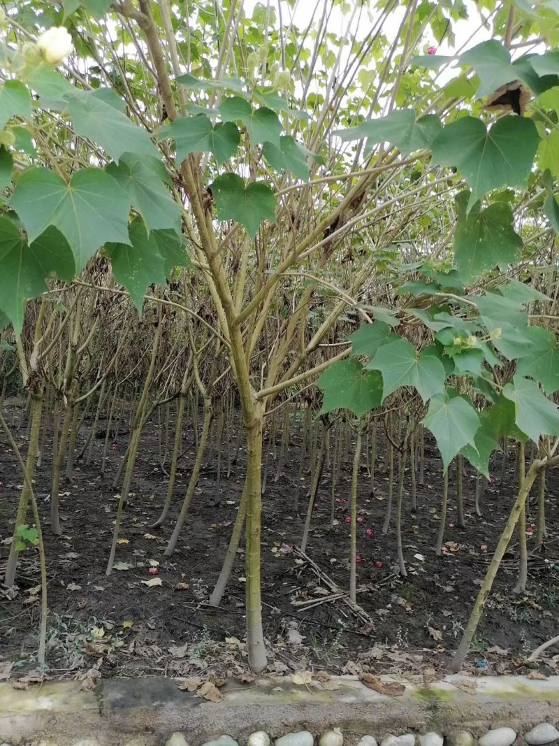 木芙蓉3-5公分20-90元需要的联系