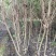 木芙蓉3-5公分20-90元需要的联系