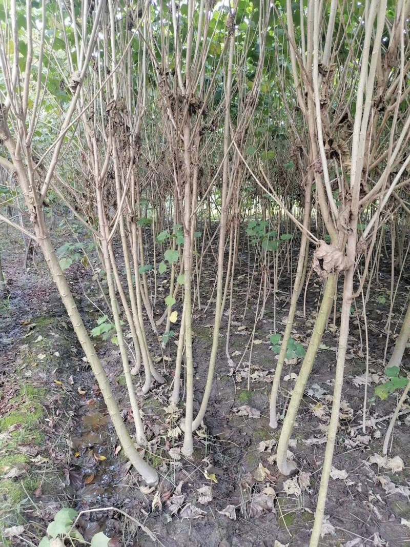 木芙蓉3-5公分20-90元需要的联系