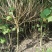 木芙蓉3-5公分20-90元需要的联系