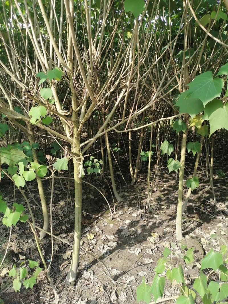 木芙蓉3-5公分20-90元需要的联系