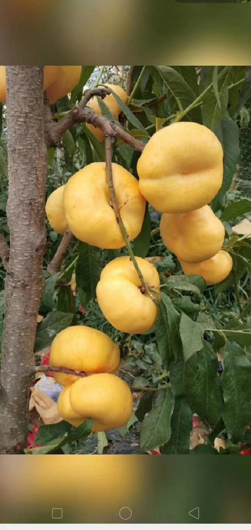 黄金蟠桃树苗、产量高抗病毒性强、适应能力强、基地起苗保湿