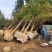 银杏基地自产自销供应20-30公分银杏树，银杏树最新价格