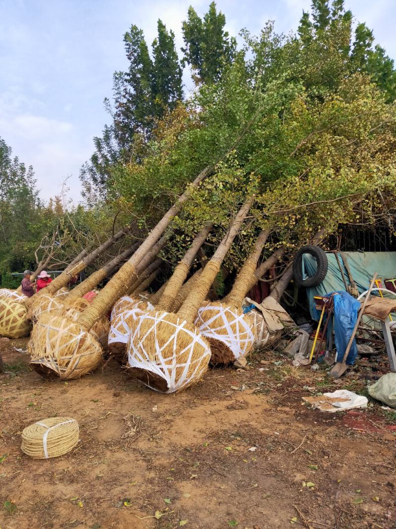 银杏基地自产自销供应20-30公分银杏树，银杏树最新价格