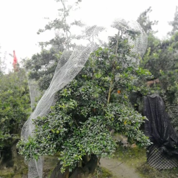 金弹子盆景罗汉松盆景铁脚海棠盆景