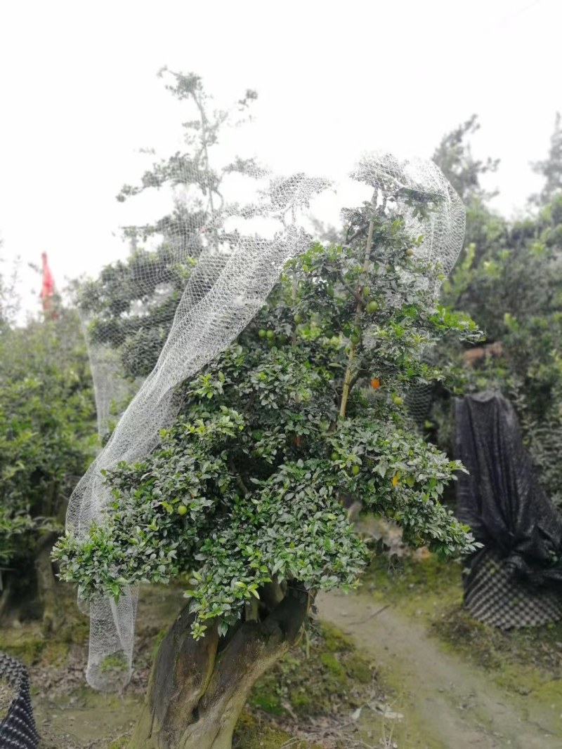金弹子盆景罗汉松盆景铁脚海棠盆景