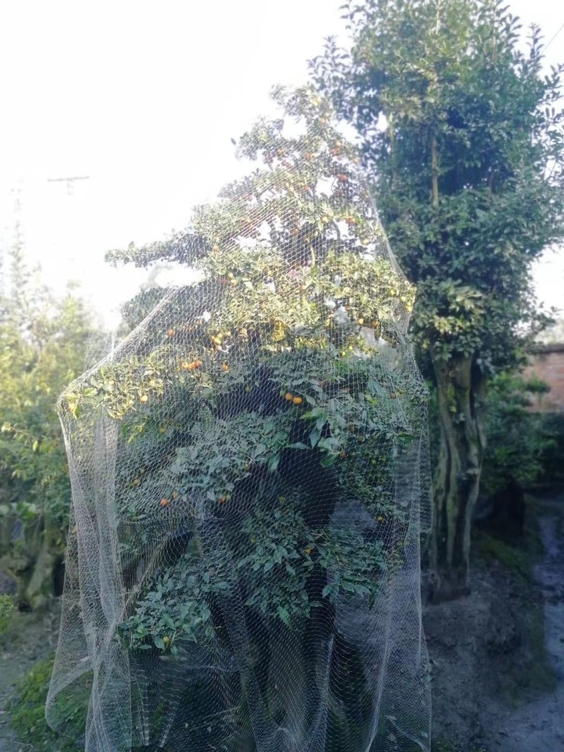 金弹子盆景罗汉松盆景铁脚海棠盆景