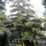 金弹子盆景罗汉松盆景铁脚海棠盆景