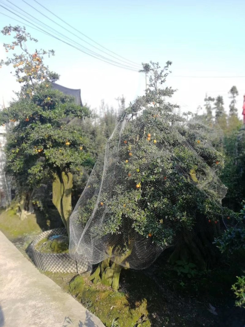 金弹子盆景罗汉松盆景铁脚海棠盆景